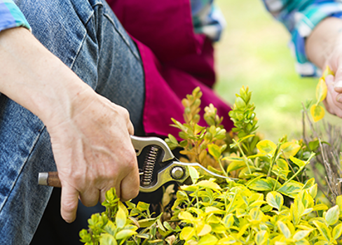 A person pruning a plant.