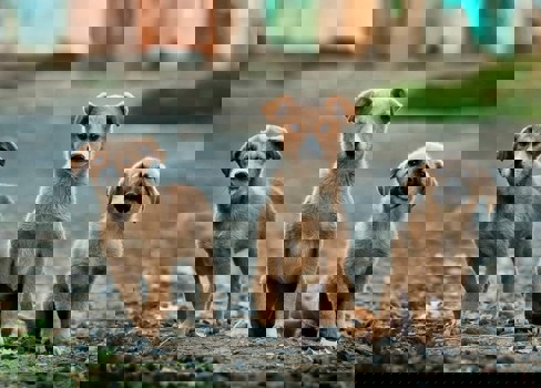 A group of puppies sitting on a gravel road.
