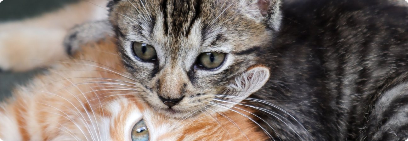 A close up of two cats.