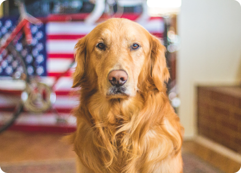 A dog looking at the camera.