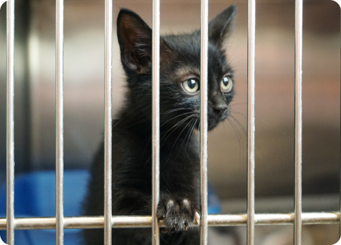 A cat in a cage.