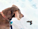 A dog looking at poop in the snow.