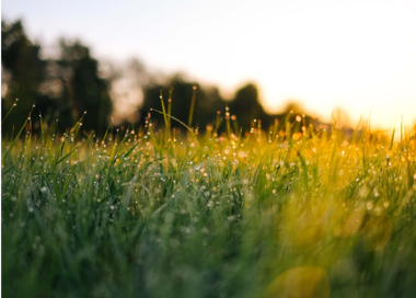A field of grass.